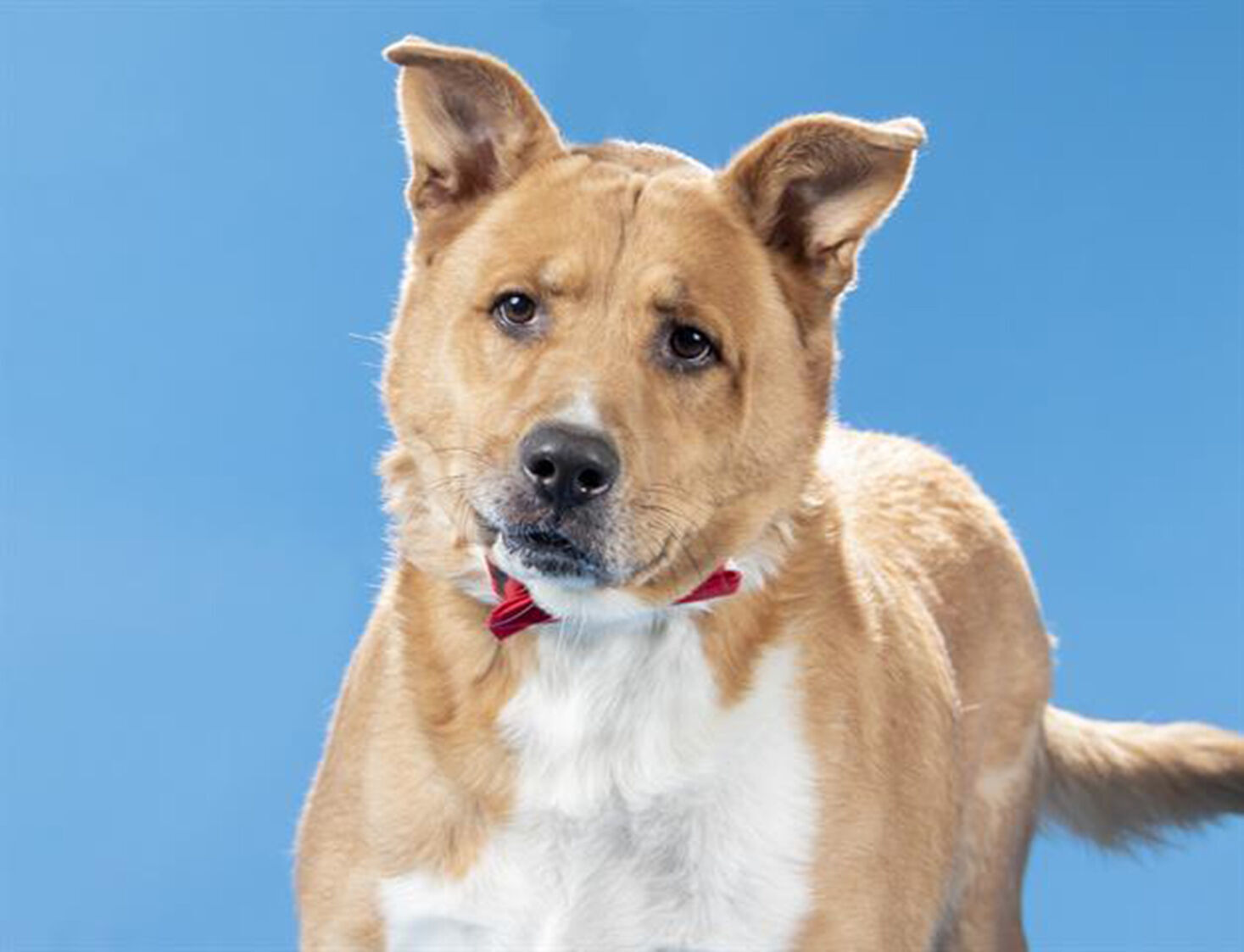 Last week's pet, still available: Kash